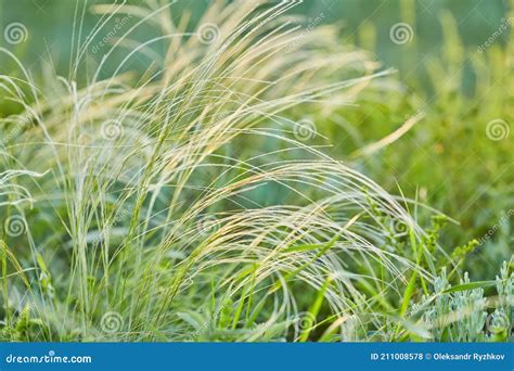 Field With Wild Grasses At Sunset Selective Focus Stock Photo Image