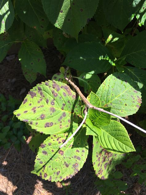 What Is Causing The Spots On My Hydrangea Rplantclinic
