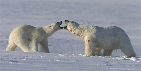 bears mating polar bear bear polar