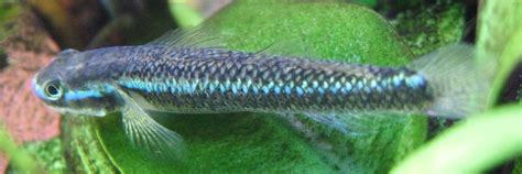 Stiphodon Semoni Cobalt Blue Goby — Seriously Fish