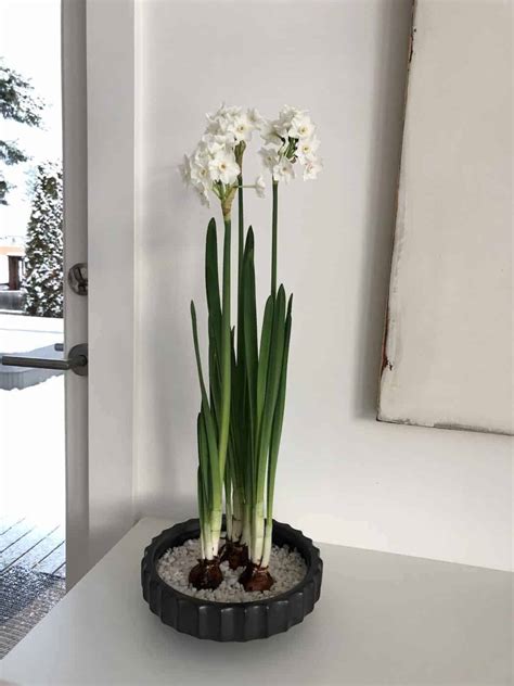 Growing Paperwhites In Water 🌱 💦 Unveil The Magic Behind Hydroponic Blooms