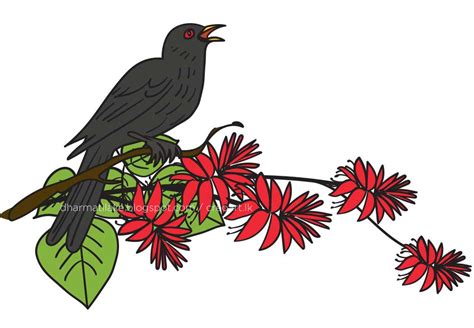 Cuckoo Bird Koha Sinhala Avurudu