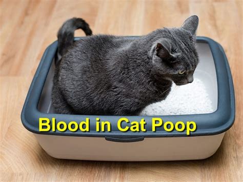 Blood In Cat Poop Emergency Animal Care Braselton