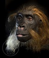 Sahelanthropus tchadensis | Human evolution, Hominid, Prehistoric animals