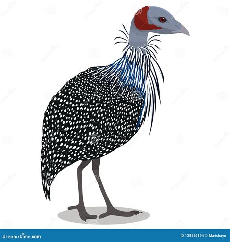 Guineafowl Cartoons Illustrations And Vector Stock Images 44 Pictures