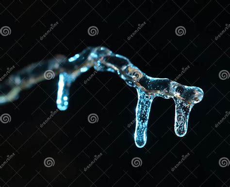 Blue Icicles On Tree Branches Close Up Photo Stock Image Image Of