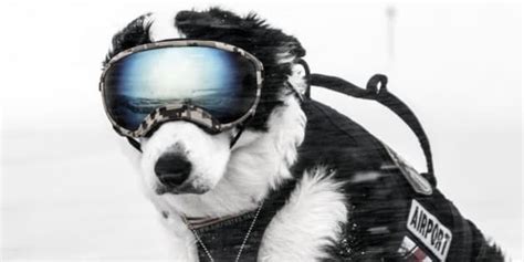 K 9 Piper Is The Coolest Airport Guard Dog Weve Ever Seen Huffpost