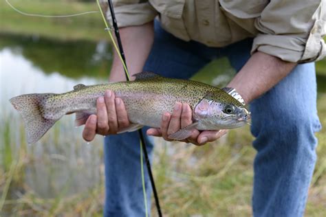 Learn To Fly Fish In Scotland Fly Fishing For Beginners