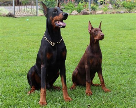 Do Dobermans Make Good Pets What You Need To Know Pet Keen