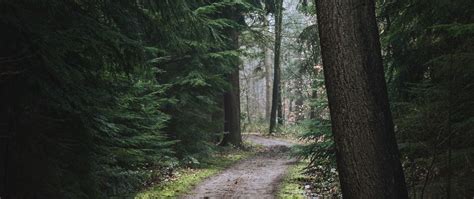 Download Wallpaper 2560x1080 Forest Pathway Trees Pine Trees Nature