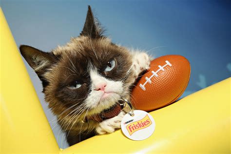 Grumpy Cat Dead At Age Seven Tributes And Memes Flood In