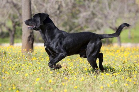 Perro De Pastor Mallorquin Dog Breed Information Images