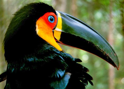 Amazonas Verde 23 Animais em extinção na floresta Amazônica 35 Fotos