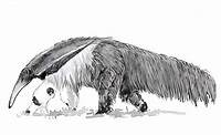 Here's a drawing I made of a giant anteater. I was told elsewhere to ...