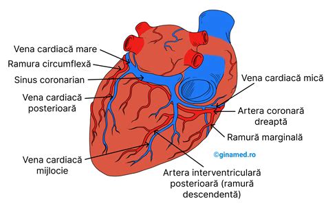 sistemul cardiovascular ginamed