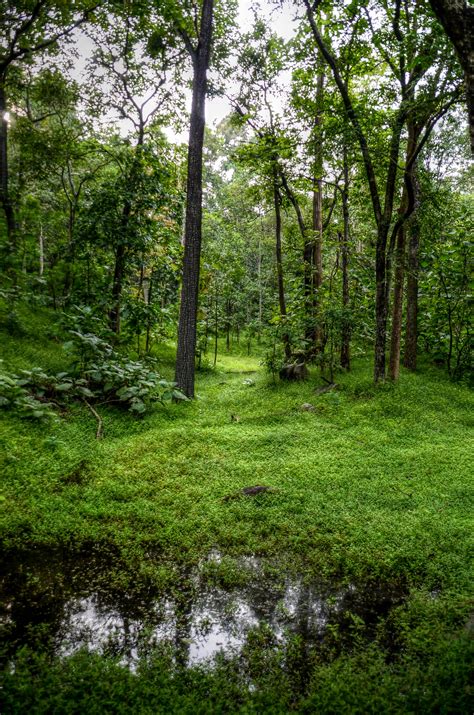 Free photo: Green Trees and Grass - Rainforest, Wood, Water - Free Download - Jooinn