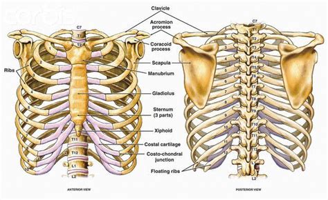 Anatomy Bones Rib Cage Anatomy Body Bones