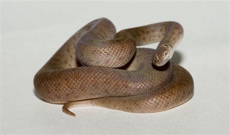 Anthill Python Antaresia Perthensis Reptile Forums