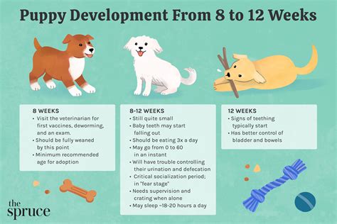 Pregnancy Week By Week Stages Of Dog