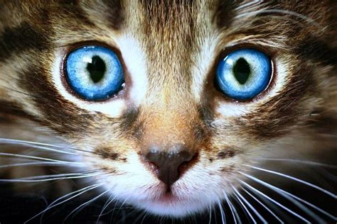 The Mystery Of Cats Eyes Cat Tree Uk
