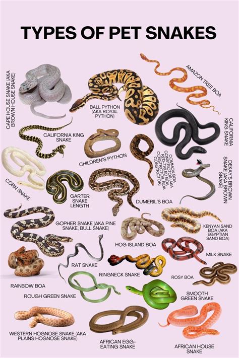 The Types Of Snakes Are Shown In This Poster Which Shows Them All