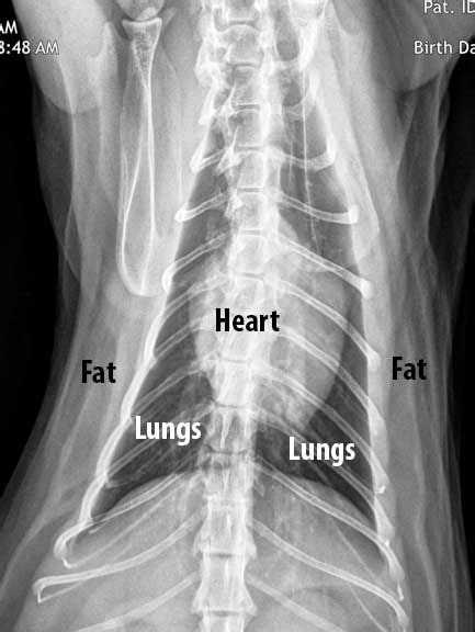 Feline Radiographs X Rays Vet Medicine X Ray Thoracic Cavity
