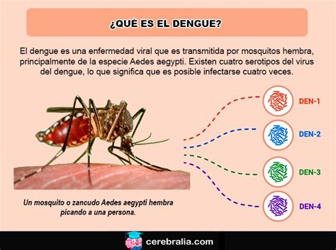 Qu Es El Dengue S Ntomas Tratamiento Prevenci N