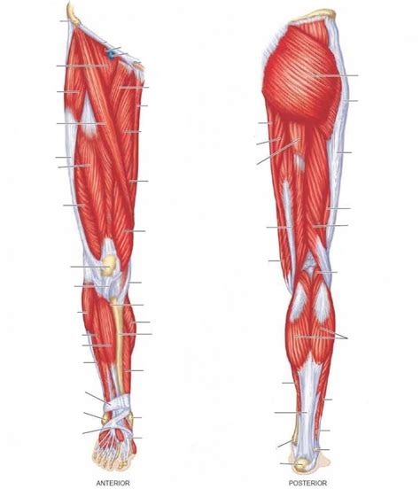 Front Leg Diagram Quizlet