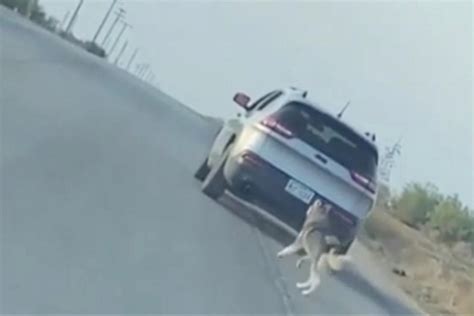 texas arrestan a hombre que abandonó a su perro en la carretera