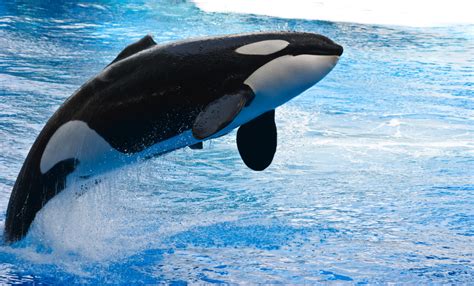 Orca Whales Under The Sea