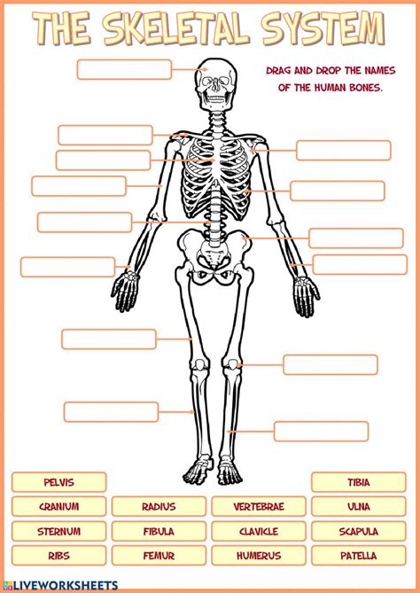 Skeletal System Labelling Worksheet