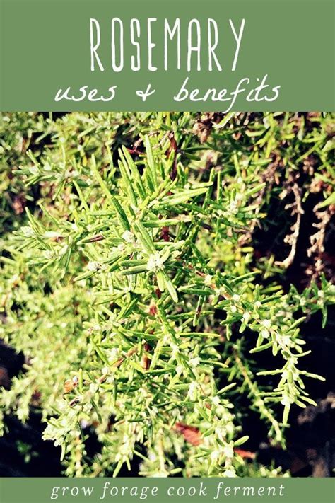 10 Reasons To Grow Rosemary For Your Garden Food And Health Herbs