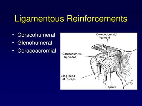 Ppt Chapter 5 The Upper Extremity The Shoulder Region Powerpoint