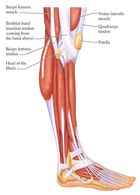 Human Anatomy For The Artist The Lateral Knee A Change Of Scenery