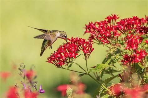 15 Photos That Prove Hummingbirds Are Amazing Birds And Blooms
