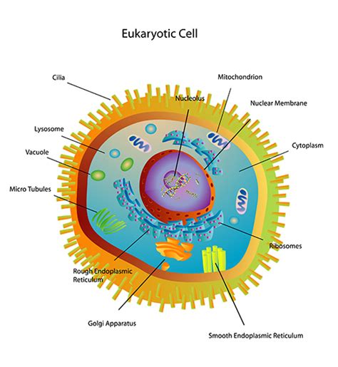 It comprises of other cellular structures and organelles which helps in carrying out some specific functions required for the proper functioning of the cell. Eukaryotic Cells (All You Need to Know!) - CoolaBoo ...