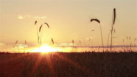 Colorful Sunset Over Golden Wheat Field In Stock Footage Sbv 316334006
