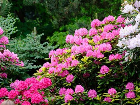 Tips Information About Rhododendrons Gardening Know How
