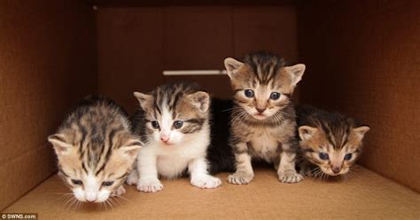 Orphaned kittens need your help! Take me-ow home! Kittens looking for new owners after ...