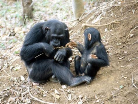 17 Best Images About Mensapen Chimpansee En Bonobo On Pinterest