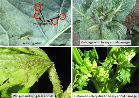 Learn About Aphid Management In Vegetable Crops Spudman