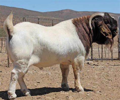 Full Blood Live Boer Goats 100 Pureblood Mature Boar Goat − Ali
