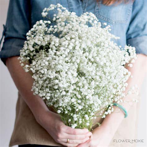 Fresh Baby's Breath Flower | Bulk Fresh Wedding Flowers Online — Flower Moxie