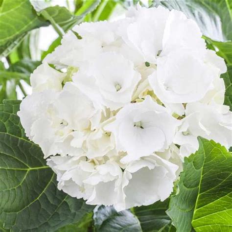 Hydrangea Macrophylla White Delight Bauernhortensie White Delight