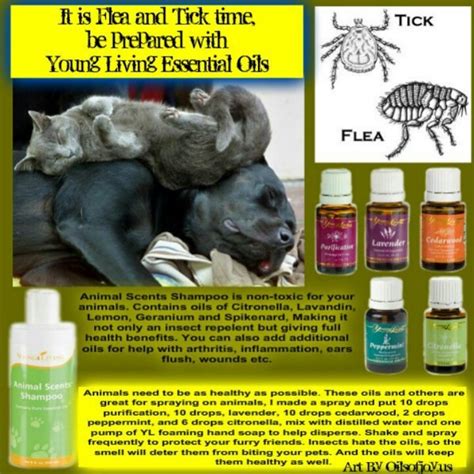When i found out that they were toxic to my kittens and cats in general, i immediately stopped using oils completely. Fleas and ticks | {re}Purposed | Pinterest | Ticks, Fleas ...