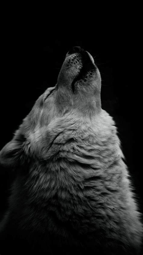 White Wolf Iphone Wallpapers Top Free White Wolf Iphone Backgrounds