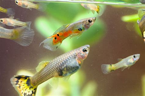 May 26, 2021 · the guppy gravid spot darkens and enlarges. Pregnant Guppy Fish | LoveToKnow