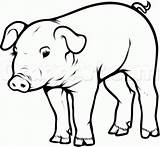 Pig Drawing Draw Step Realistic Pot Pigs Belly Drawings Easy Sketch Clipart Coloring Animals Farm Dragoart Hoof Animal Face Piggy sketch template