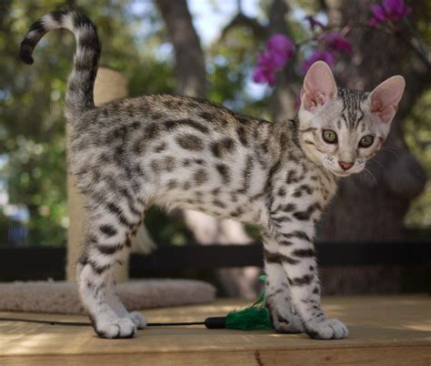 Adorable Silver Bengal Kitten Brenda Miller Gorgeous Cats Pretty