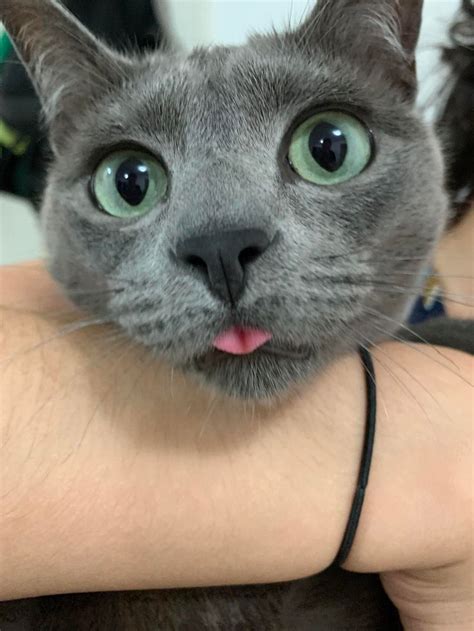 Little New Year Blep Check Our Pawsome Store If You Love Cats 👉